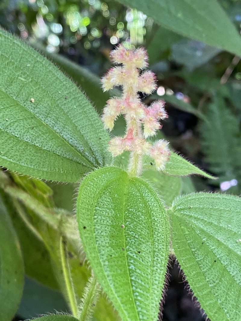 Miconia secungrandifolia photo 5