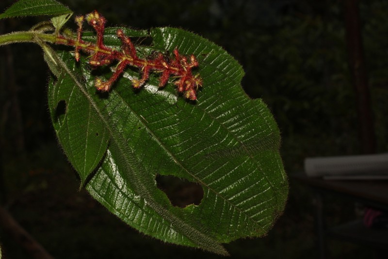 Miconia secungrandifolia photo 6