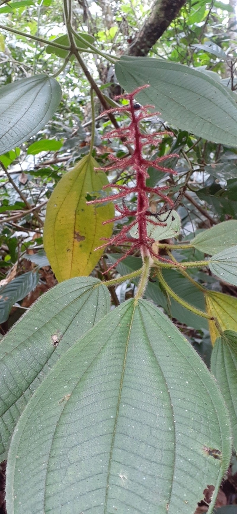 Miconia secungrandifolia photo 7