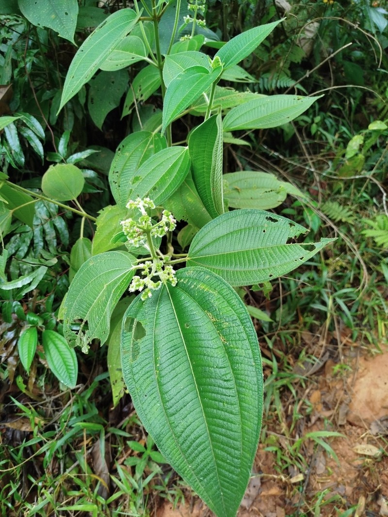 Miconia secungrandifolia photo 8