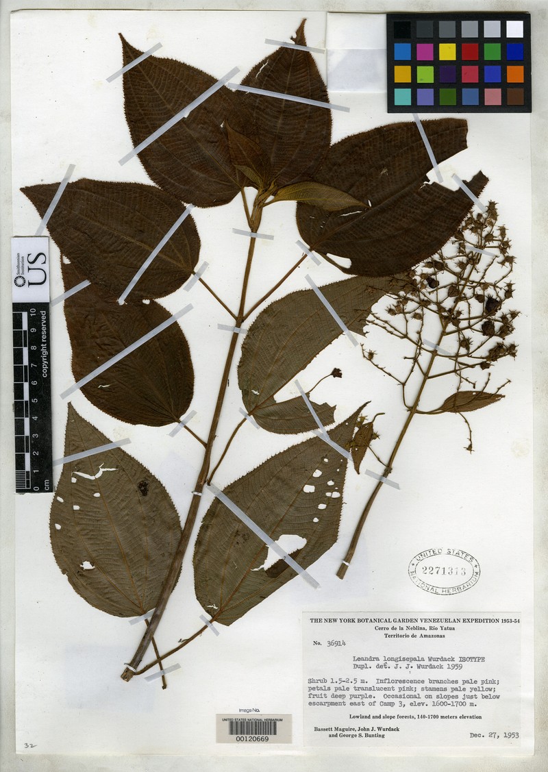 Miconia secunlongisepala