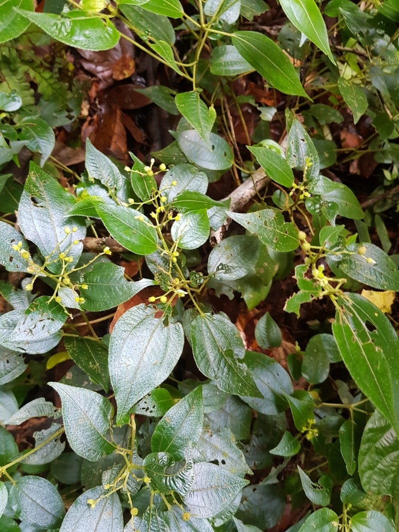 Miconia secunmacdanielii
