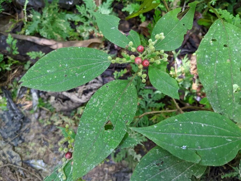 Miconia secunmacdanielii photo 2