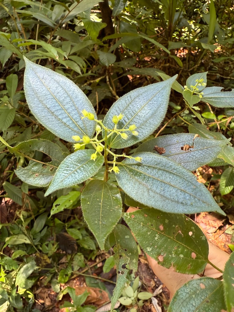 Miconia secunmacdanielii photo 3