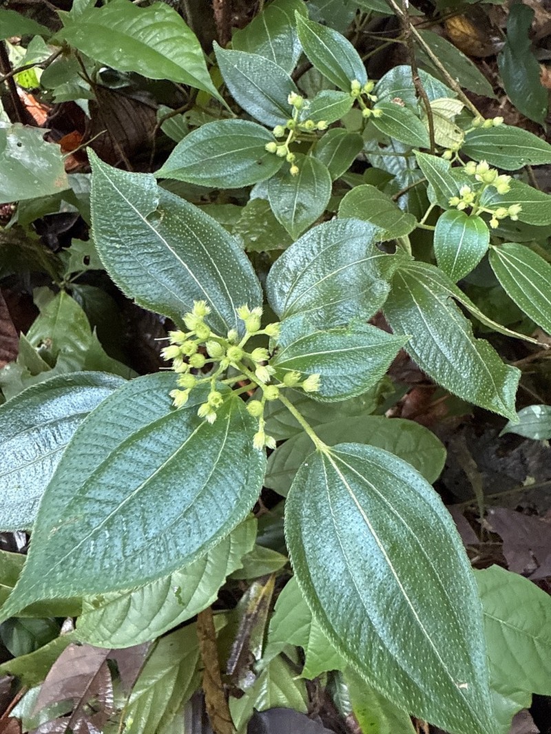 Miconia secunmacdanielii photo 4