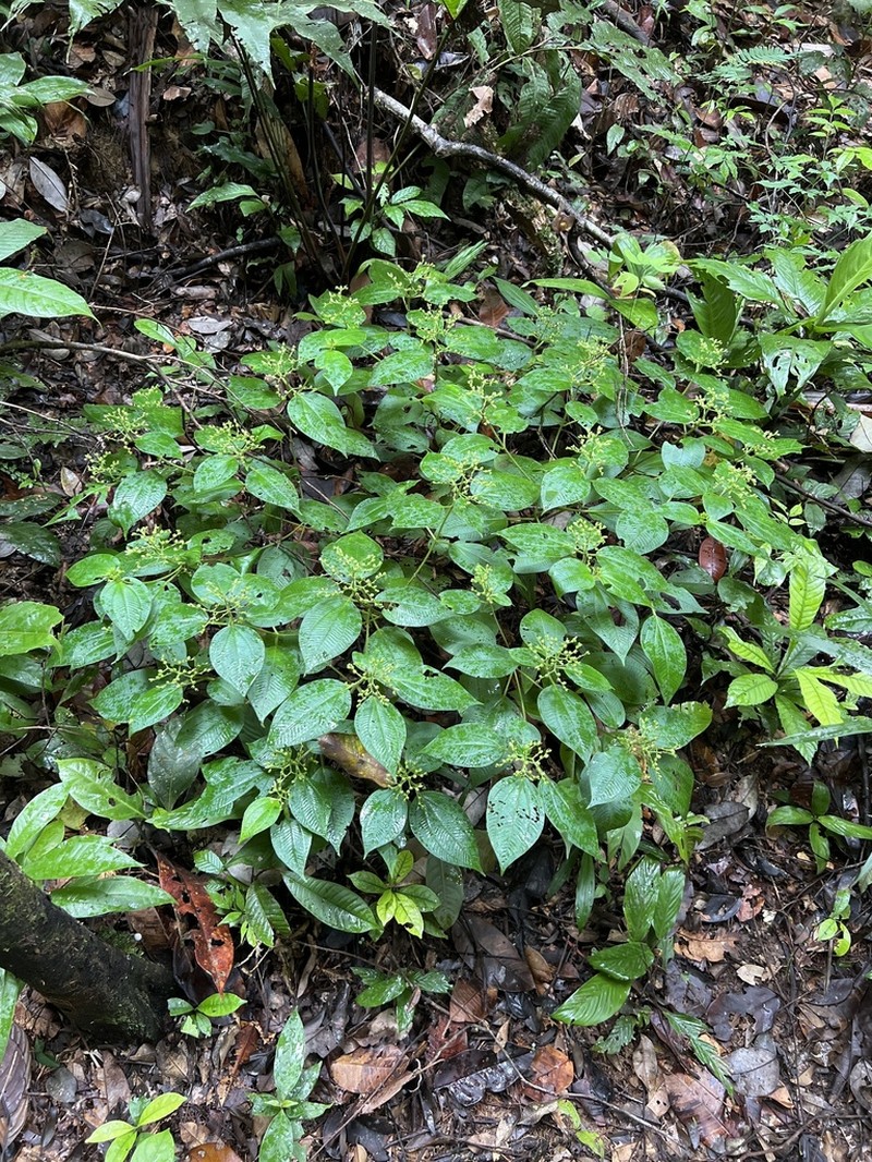 Miconia secunmacdanielii photo 5