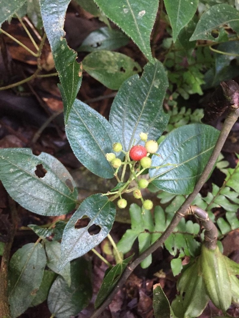 Miconia secunmacdanielii photo 7