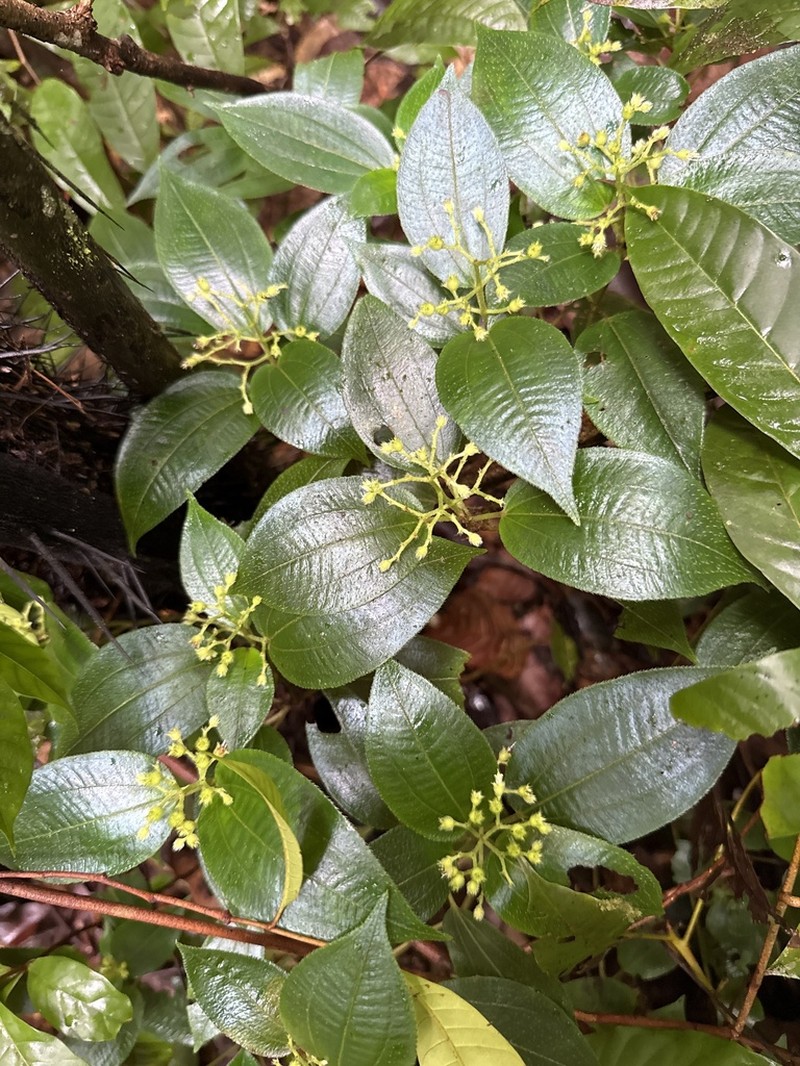 Miconia secunmacdanielii photo 8