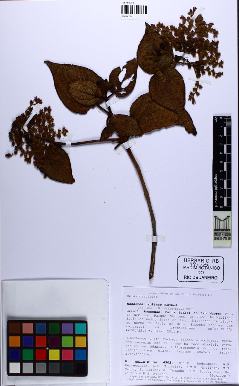 Miconia secunmaguirei