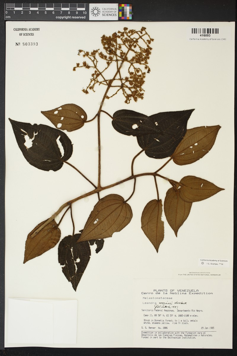 Miconia secunmaguirei photo 2