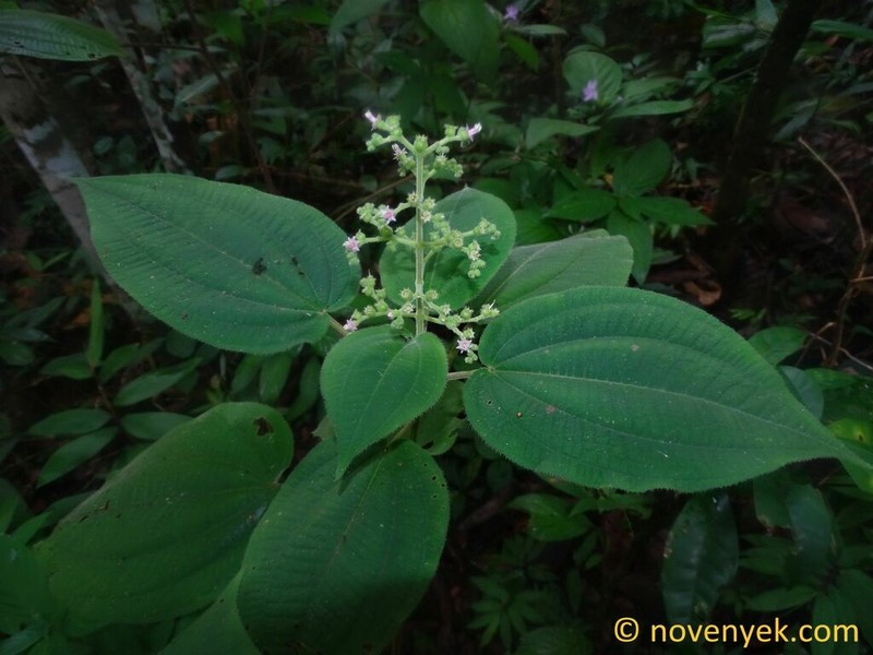 Miconia secunmexicana