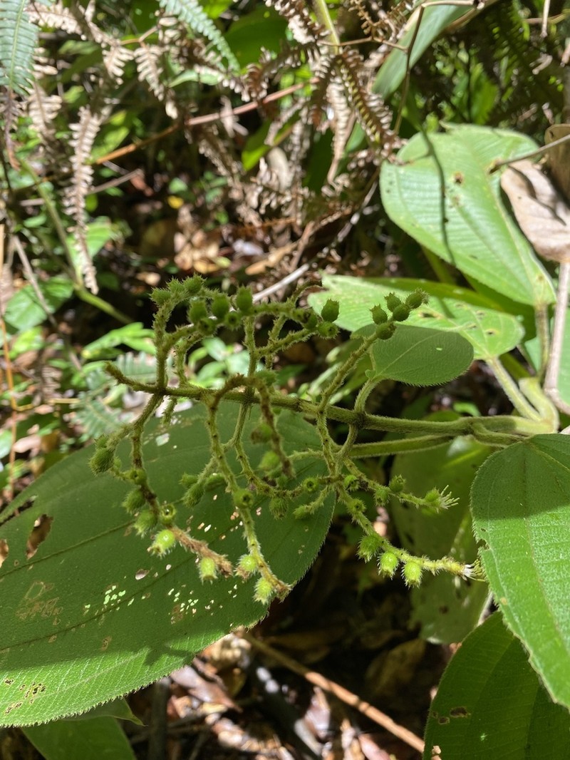 Miconia secunmexicana photo 2