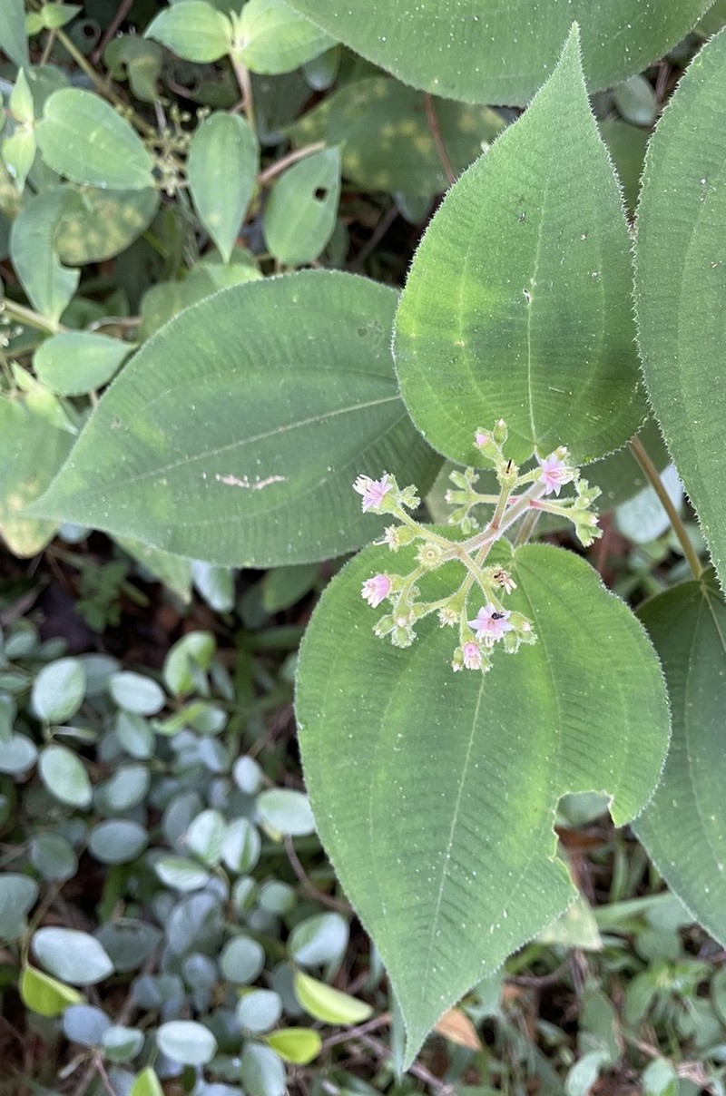 Miconia secunmexicana photo 3