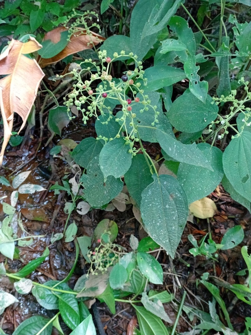 Miconia secunmexicana photo 5