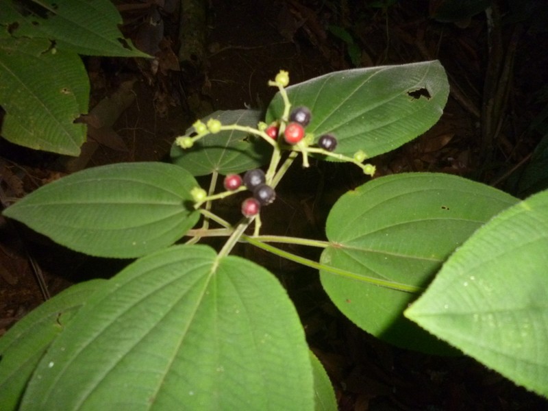 Miconia secunmexicana photo 6