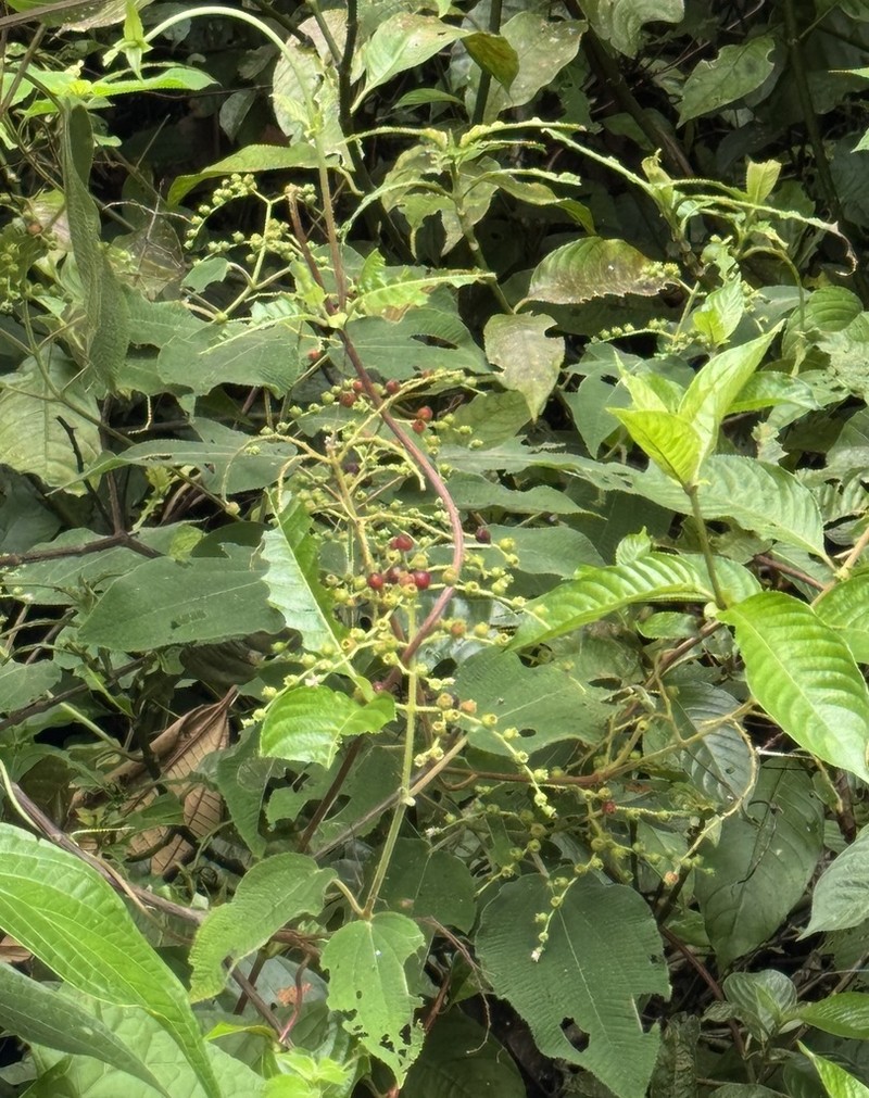 Miconia secunmexicana photo 7