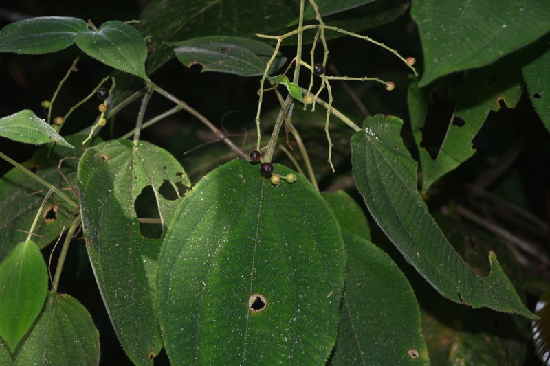 Miconia secunmexicana photo 8
