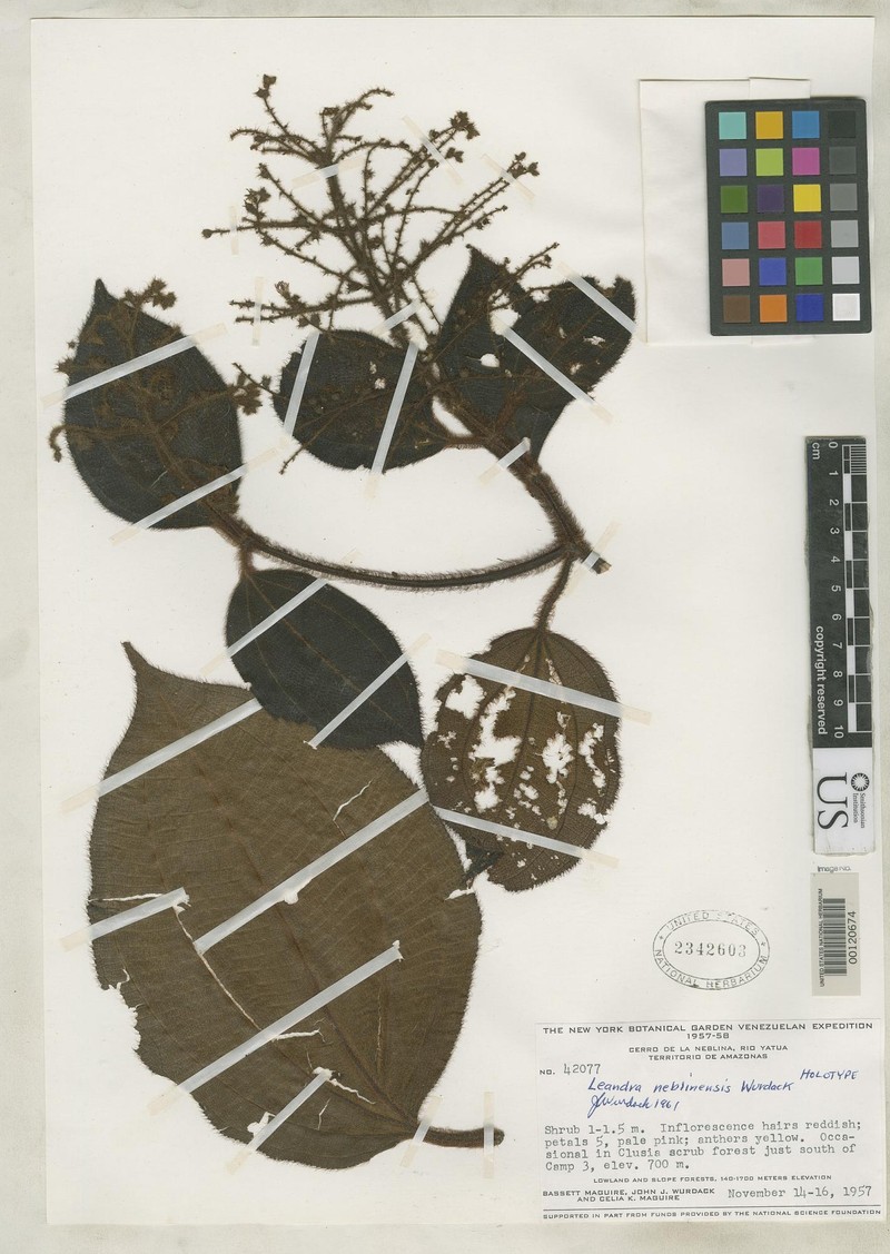 Miconia secunneblinensis