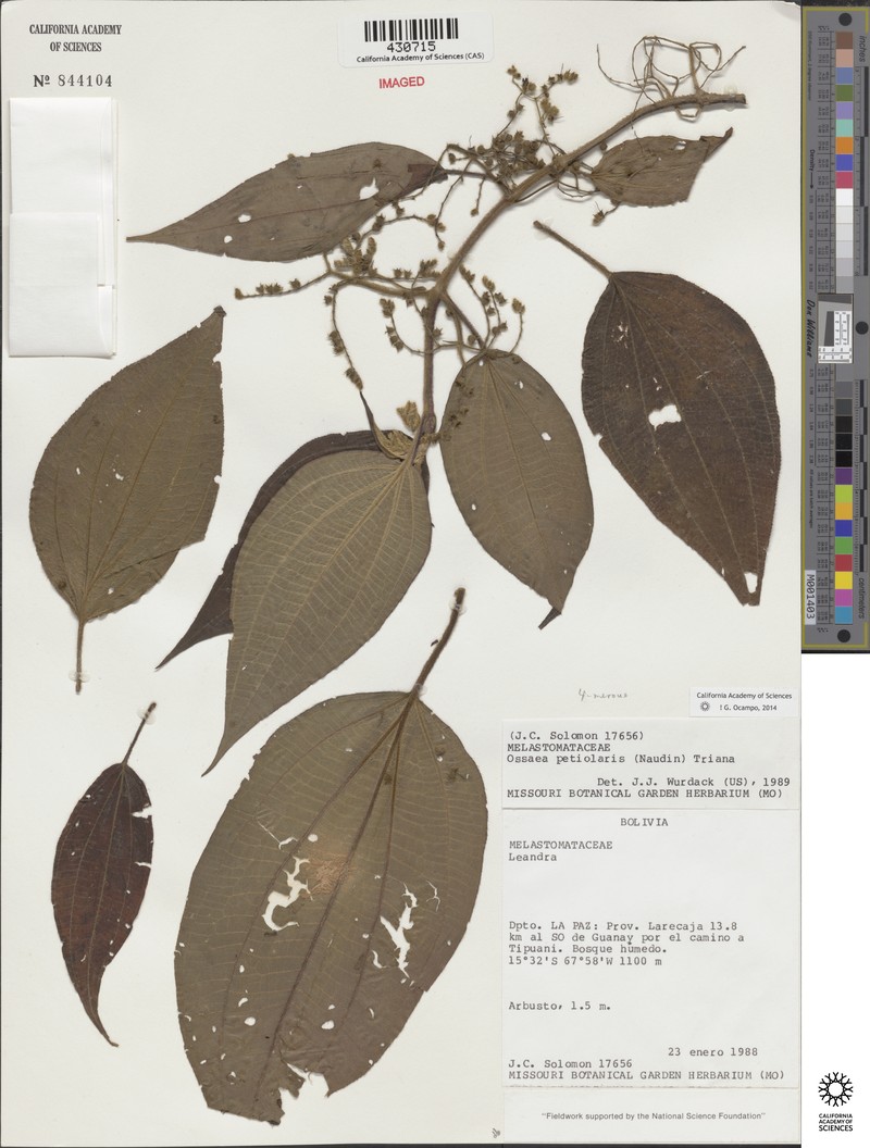 Miconia secunpetiolaris