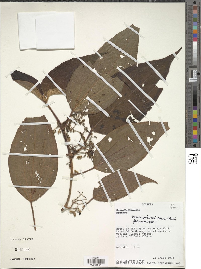 Miconia secunpetiolaris photo 2