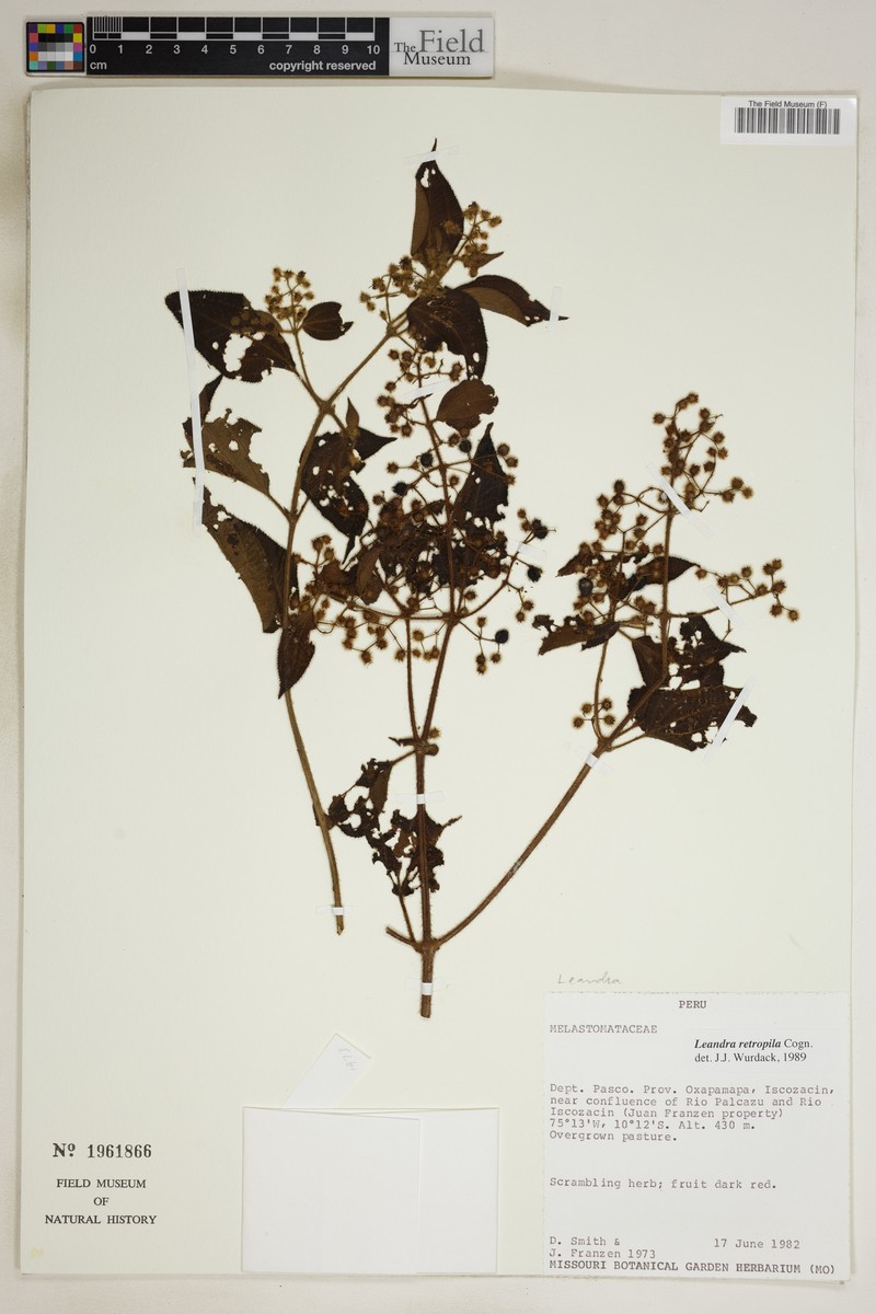 Miconia secunretropila