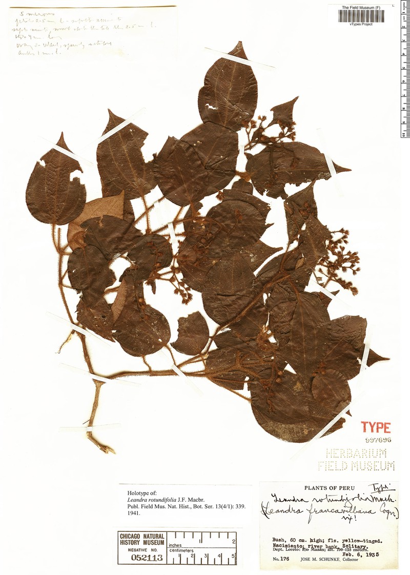 Miconia secunrotundifolia