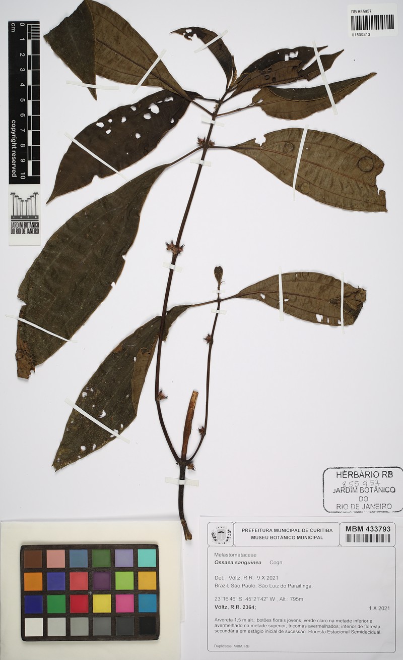 Miconia secunsanguinea