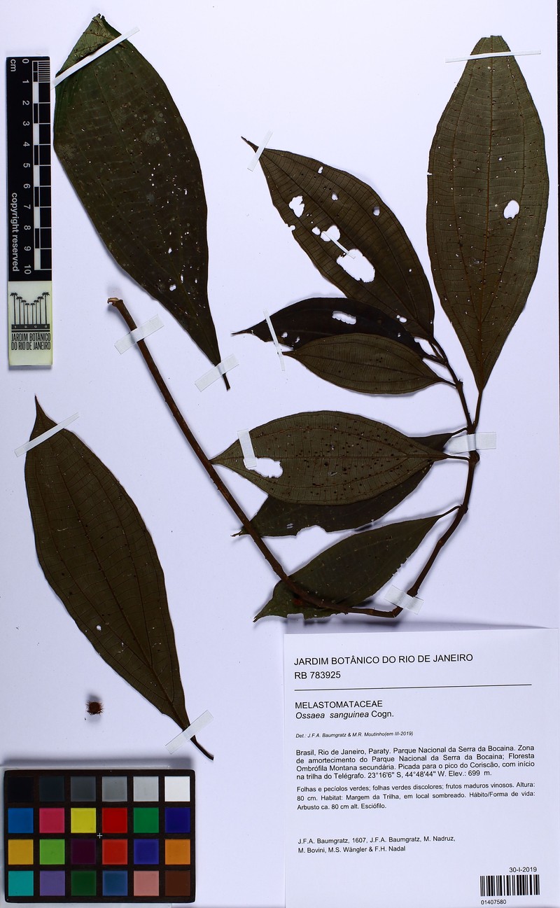 Miconia secunsanguinea photo 2