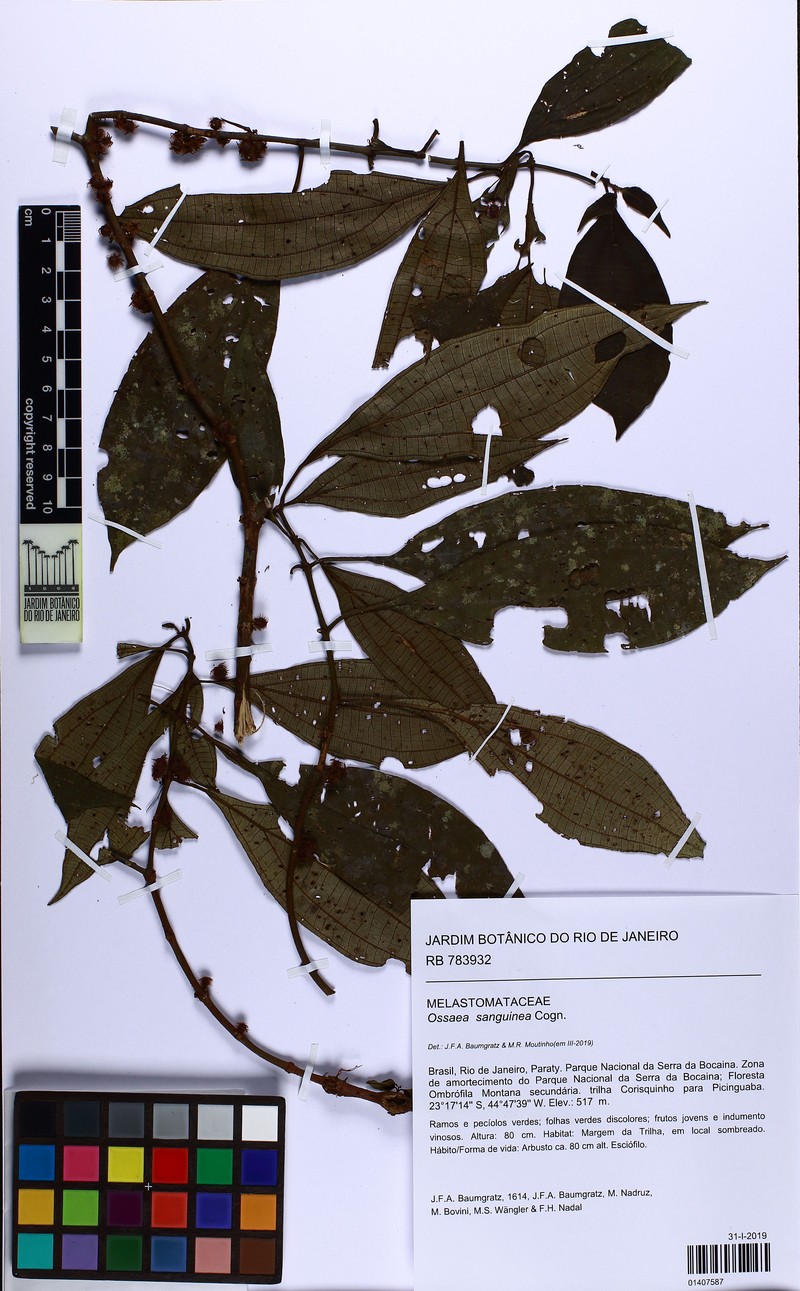 Miconia secunsanguinea photo 3
