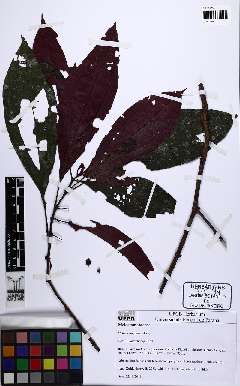 Miconia secunsanguinea photo 4