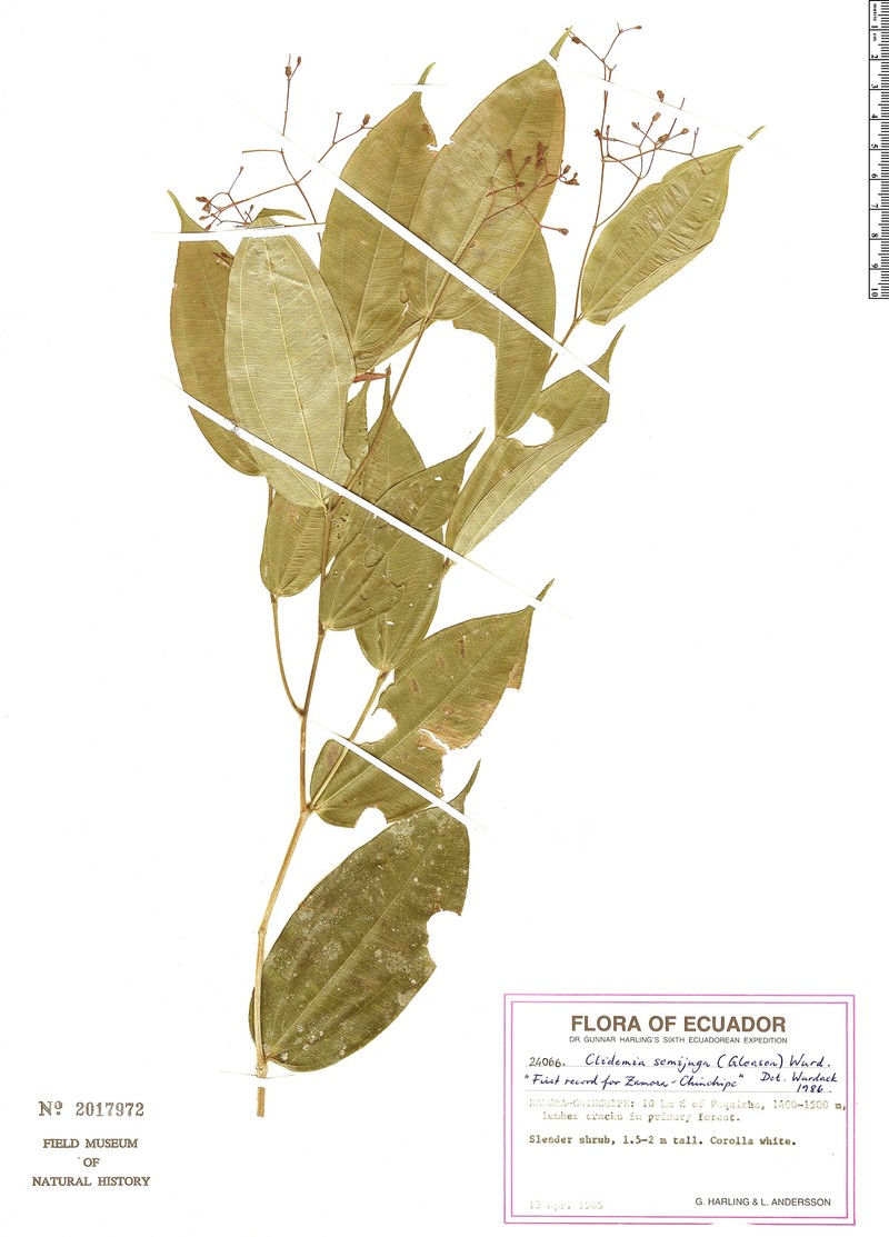 Miconia semijuga