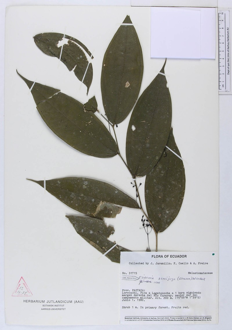 Miconia semijuga photo 2