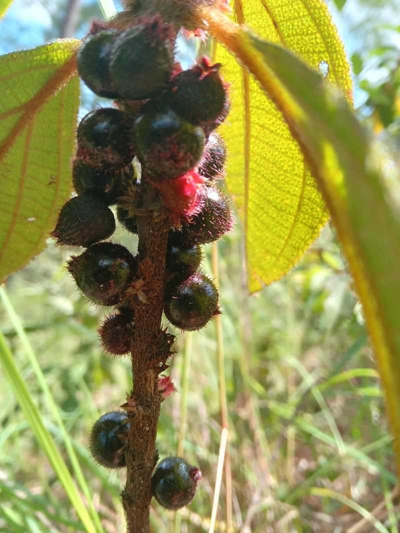 Miconia sericea