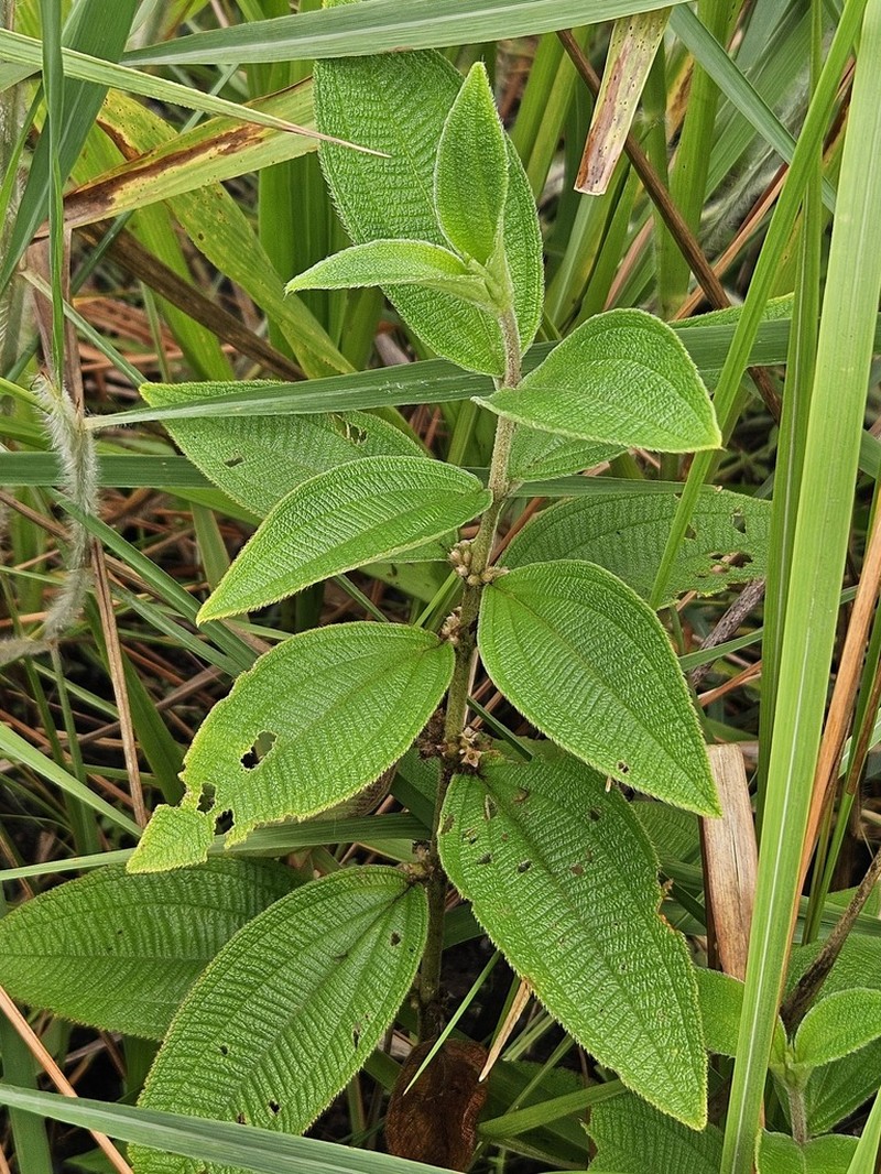 Miconia sericea photo 2