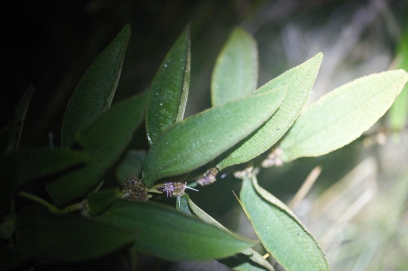 Miconia sericea photo 3