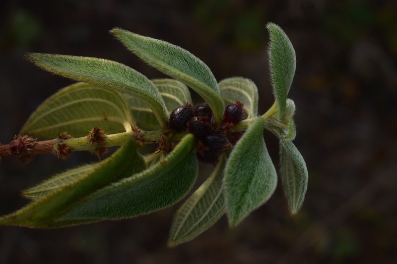 Miconia sericea photo 4