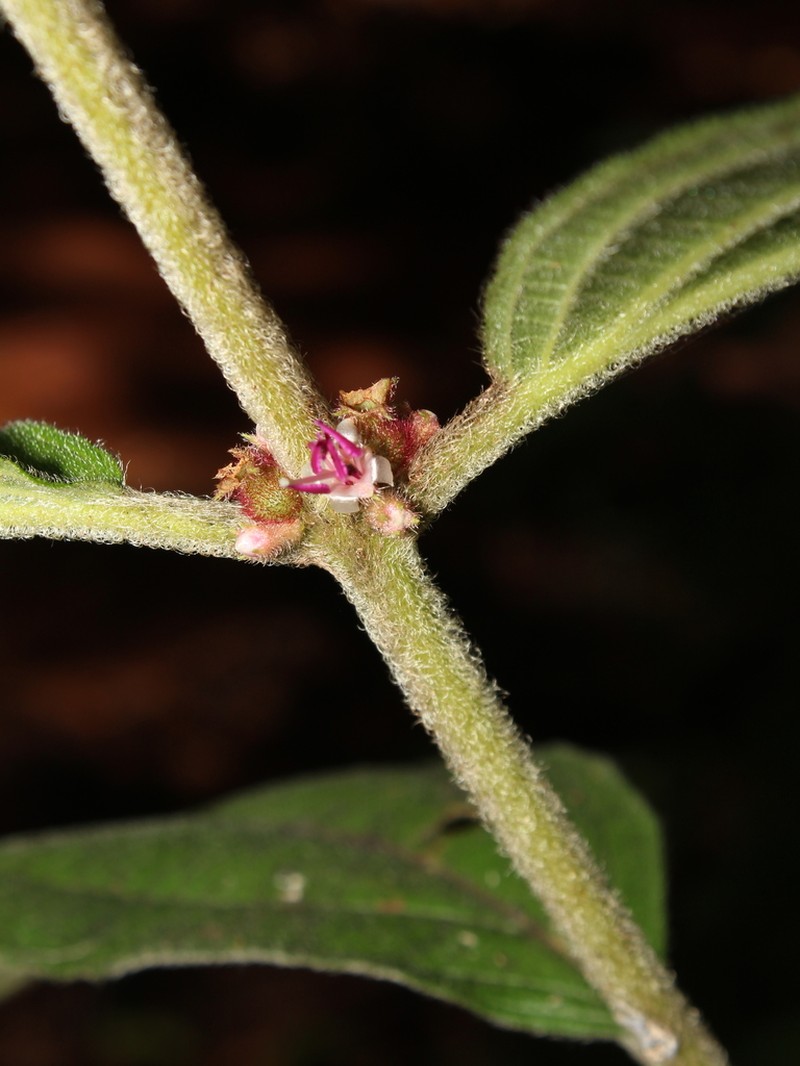 Miconia sericea photo 5