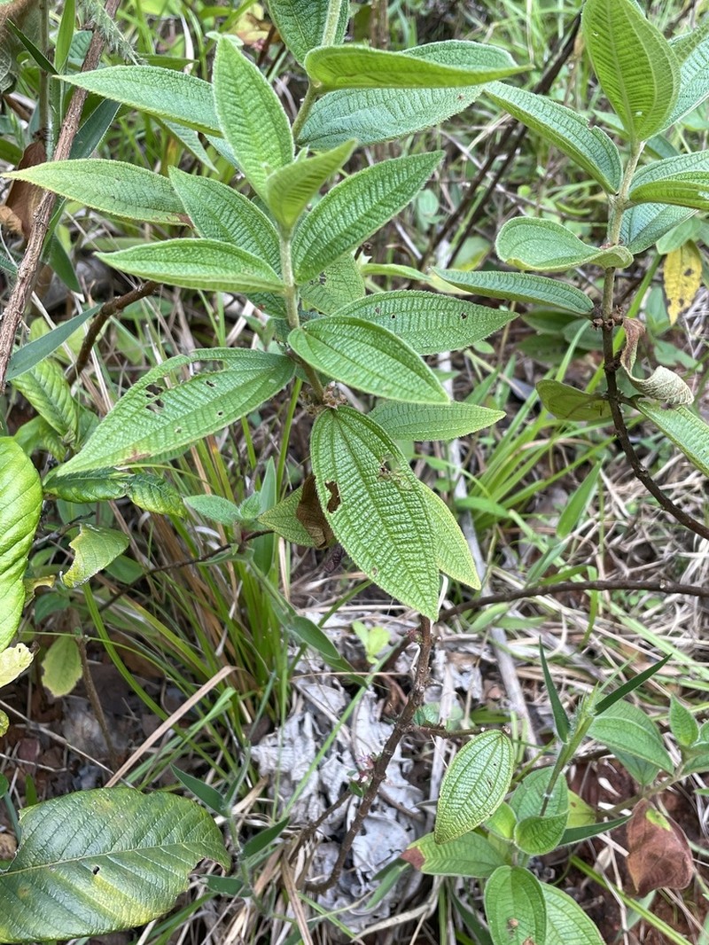 Miconia sericea photo 6