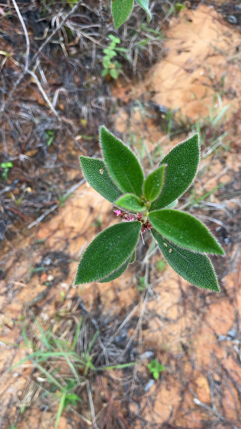 Miconia sericea photo 7