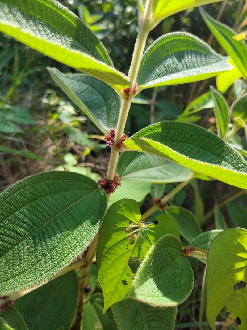 Miconia sericea photo 8