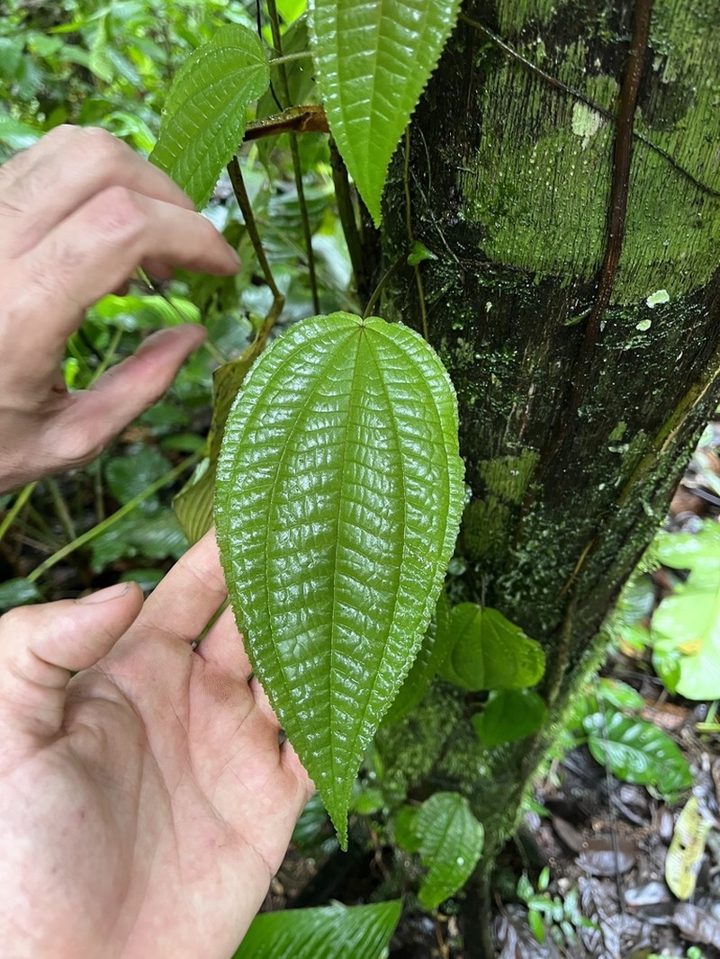 Miconia serpens photo 2
