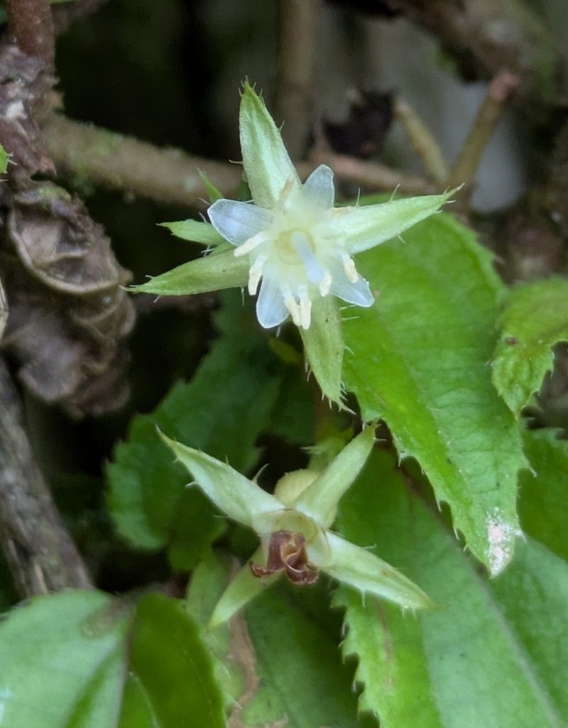 Miconia serpens photo 3