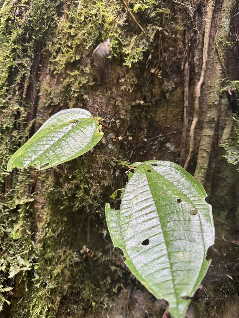 Miconia serpens photo 5