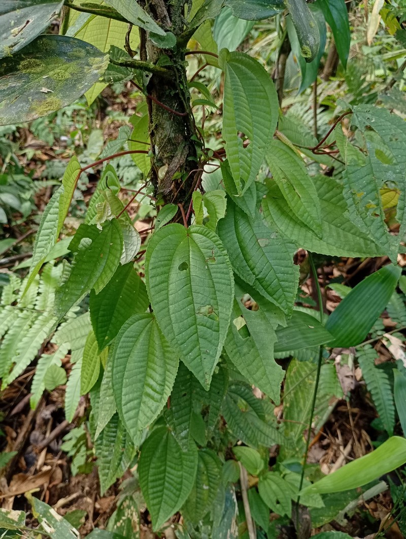 Miconia serpens photo 7