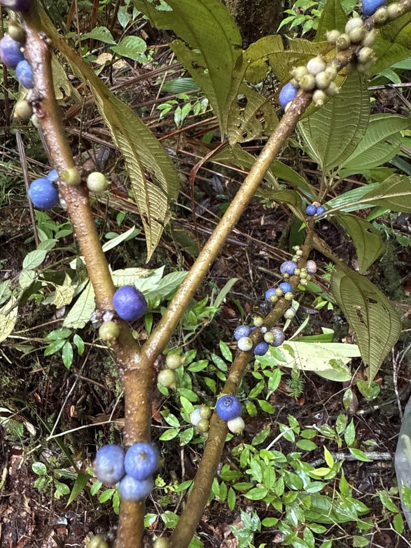 Miconia sessiliflora