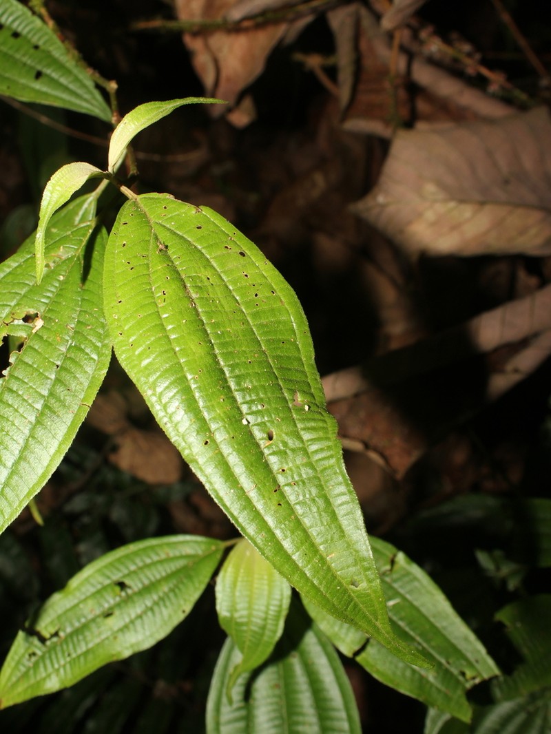 Miconia sessiliflora photo 2