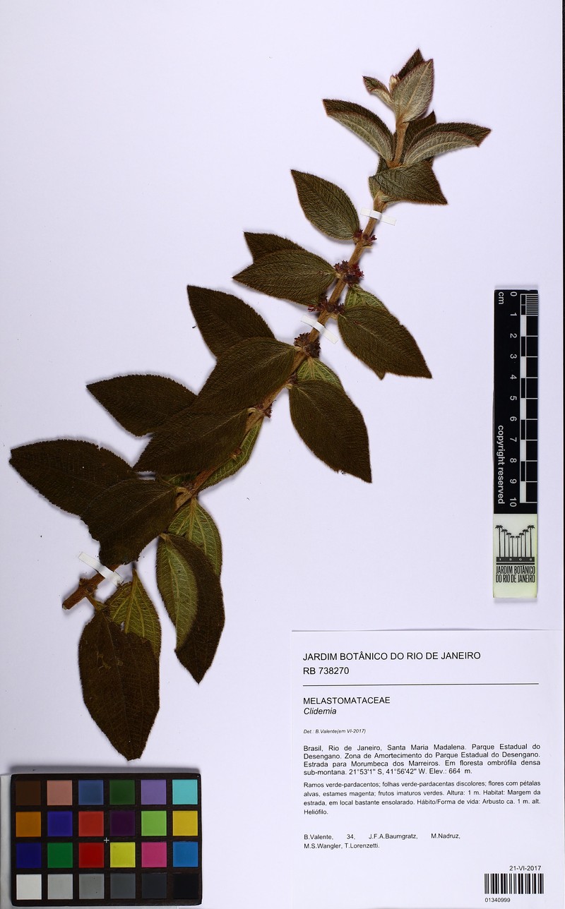 Miconia sessiliflora photo 3