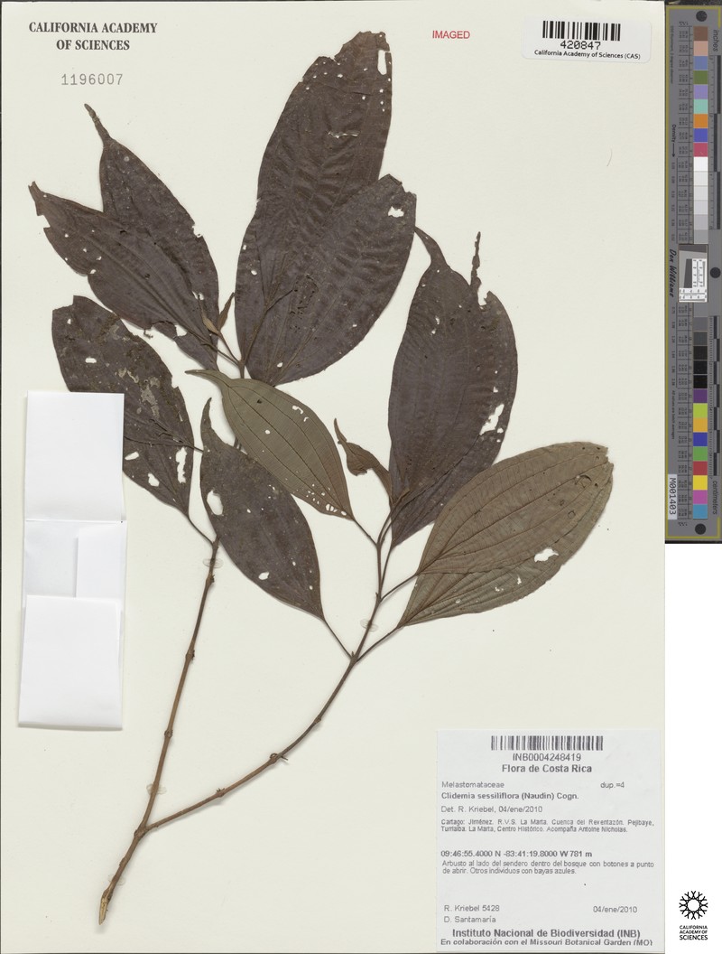 Miconia sessiliflora photo 4