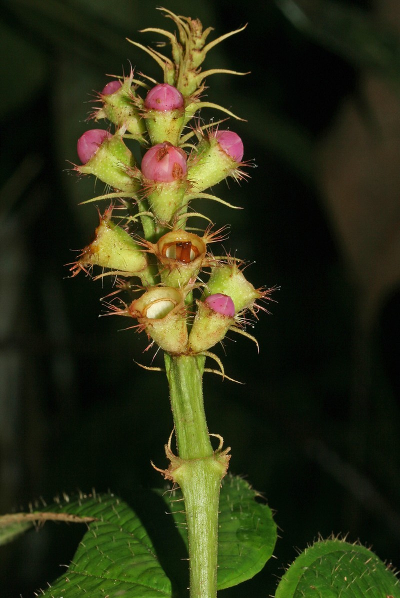 Miconia setifera