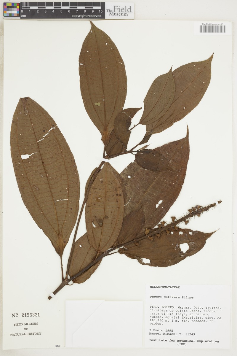 Miconia setifera photo 2